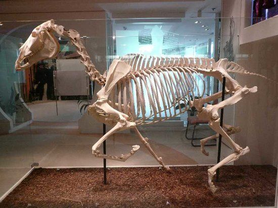 The Hong Kong Racing Museum